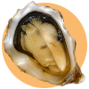 Ostrica San Flaviano